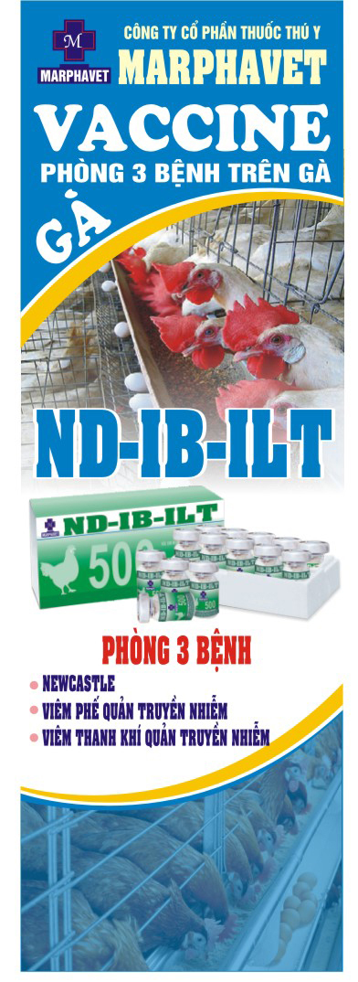 Kỹ thuật chăn nuôi gà giai đoạn đẻ - Tập đoàn Đức Hạnh Marphavet BMG - XEVIP.ICU
