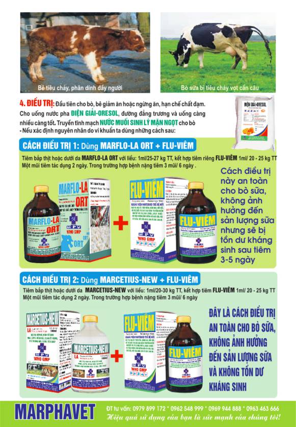 Hội chứng tiêu chảy ở bò sữa - Tập đoàn Đức Hạnh Marphavet BMG - XEVIP.ICU