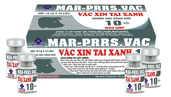 Bệnh tai xanh (Sốt đỏ, PRRS) - Tập đoàn Đức Hạnh Marphavet BMG - XEVIP.ICU