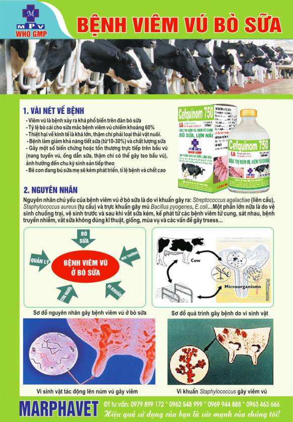 Bệnh viêm vú bò sữa (Mastitis) - Tập đoàn Đức Hạnh Marphavet BMG - XEVIP.ICU