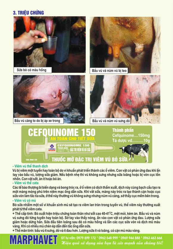 Bệnh viêm vú bò sữa (Mastitis) - Tập đoàn Đức Hạnh Marphavet BMG - XEVIP.ICU