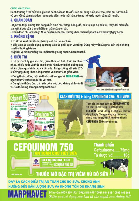 Bệnh viêm vú bò sữa (Mastitis) - Tập đoàn Đức Hạnh Marphavet BMG - XEVIP.ICU