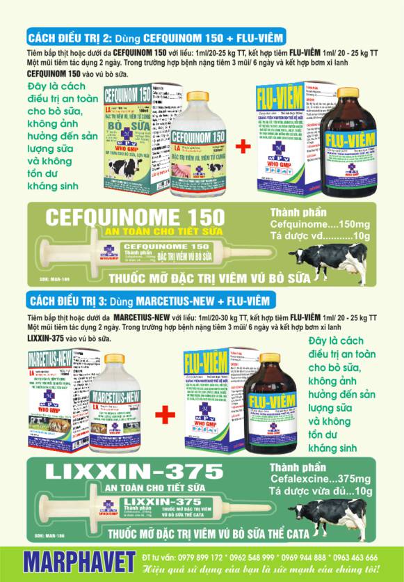 Bệnh viêm vú bò sữa (Mastitis) - Tập đoàn Đức Hạnh Marphavet BMG - XEVIP.ICU