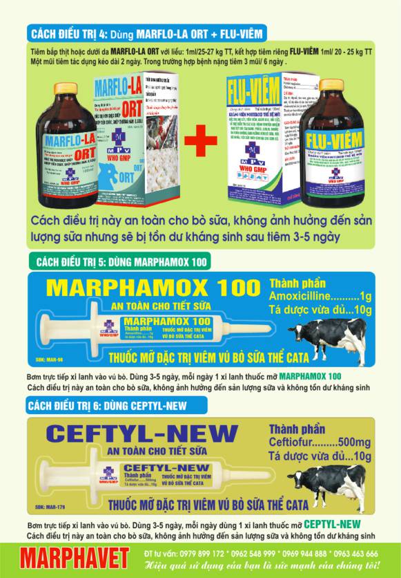 Bệnh viêm vú bò sữa (Mastitis) - Tập đoàn Đức Hạnh Marphavet BMG - XEVIP.ICU