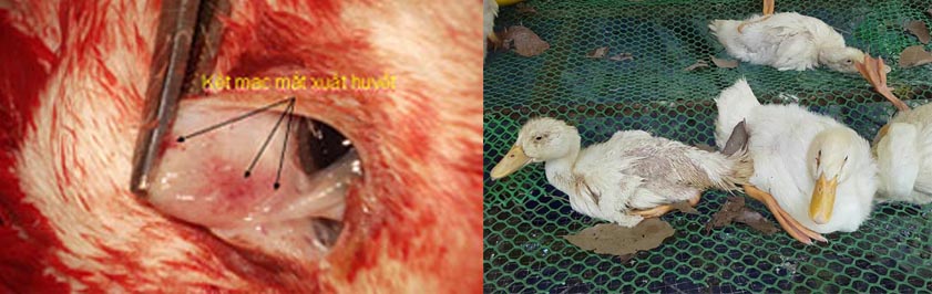 Bệnh dịch tả vịt ngan (Duck Pestis - DP) - Tập đoàn Đức Hạnh Marphavet BMG - XEVIP.ICU