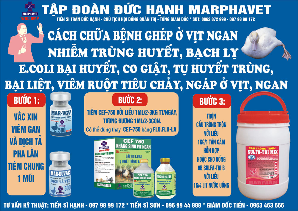 Cách chữa bệnh ghép ở vịt, ngan - Tập đoàn Đức Hạnh Marphavet BMG - XEVIP.ICU