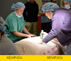 Phẫu thuật mổ bụng lấy thai cho lợn - Tập đoàn Đức Hạnh Marphavet BMG - XEVIP.ICU