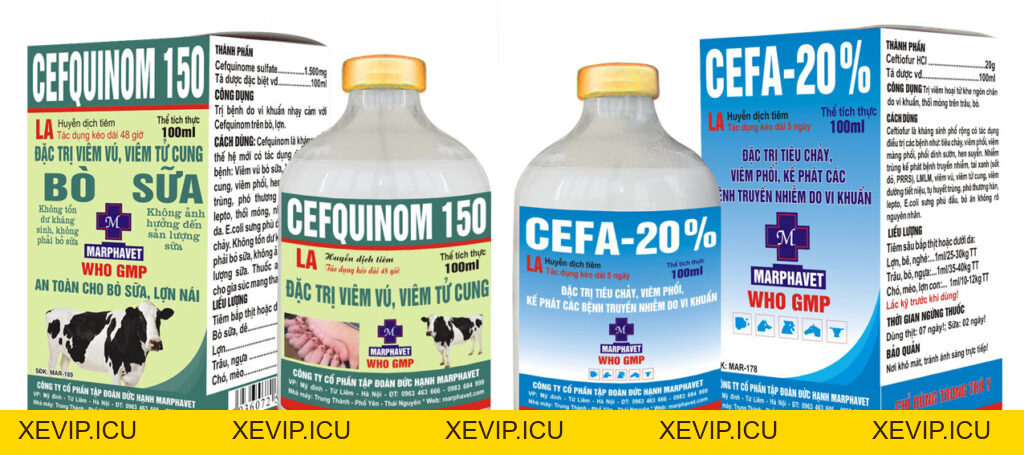 Nguyên tắc điều trị và dùng thuốc trong thú y - Tập đoàn Đức Hạnh Marphavet BMG - XEVIP.ICU
