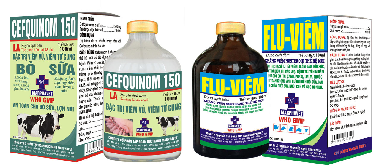 Phẫu thuật mổ bụng lấy thai cho lợn - Tập đoàn Đức Hạnh Marphavet BMG - XEVIP.ICU