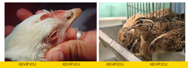 Phòng và điều trị hội chứng hen trên gà, chim cút - Tập đoàn Đức Hạnh Marphavet BMG - XEVIP.ICU