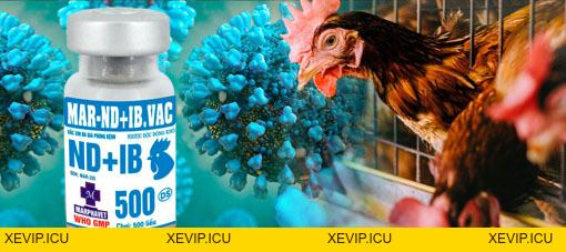 Vắc xin đa giá phòng bệnh đường hô hấp trên gia cầm - Tập đoàn Đức Hạnh Marphavet BMG - XEVIP.ICU