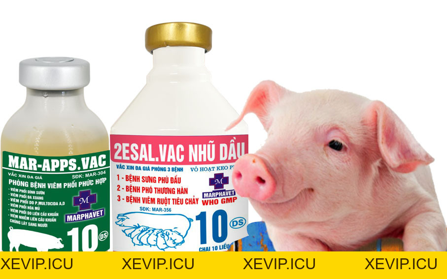 TRI ÂN KHÁCH HÀNG, ĐÓN CHÀO NĂM MỚI 2026 - Tập đoàn Đức Hạnh Marphavet BMG - XEVIP.ICU