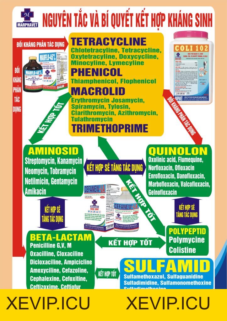 Nguyên tắc và bí quyết kết hợp kháng sinh - Tập đoàn Đức Hạnh Marphavet BMG - XEVIP.ICU