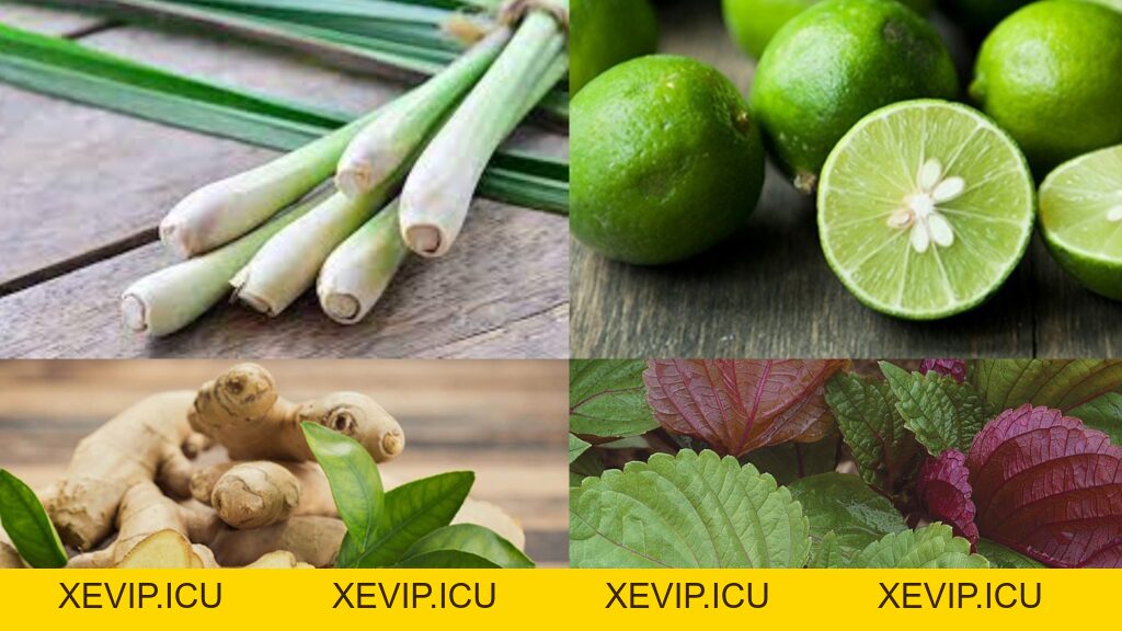Một số bài thuốc dân gian chữa bệnh ở lợn và gà - Tập đoàn Đức Hạnh Marphavet BMG - XEVIP.ICU