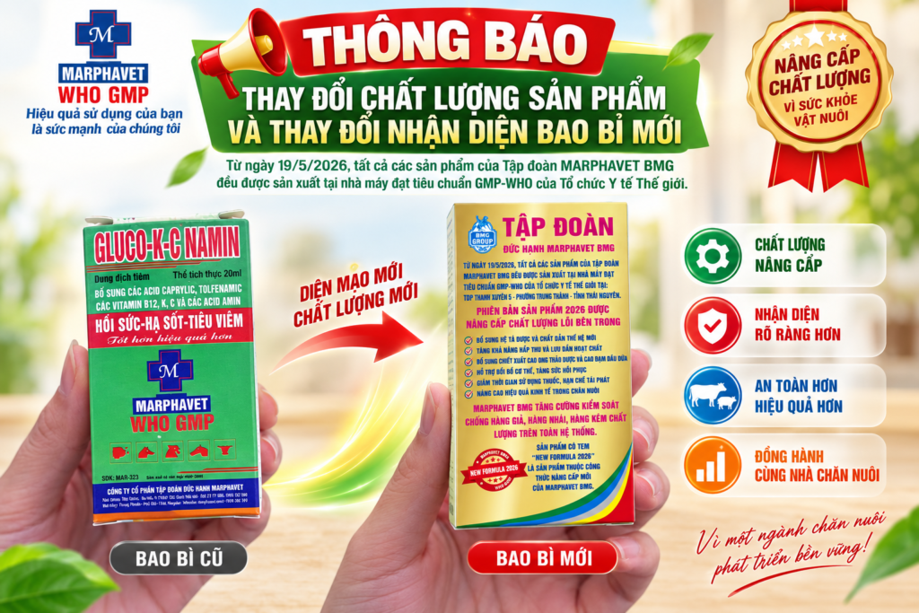 THÔNG BÁO NÂNG CẤP CHẤT LƯỢNG SẢN PHẨM & THAY ĐỔI NHẬN DIỆN BAO BÌ MỚI TỪ 19/5/2026. - Tập đoàn Đức Hạnh Marphavet BMG - XEVIP.ICU